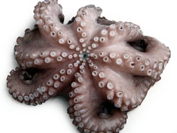 POLPO T7 IQF MAROCCO PV