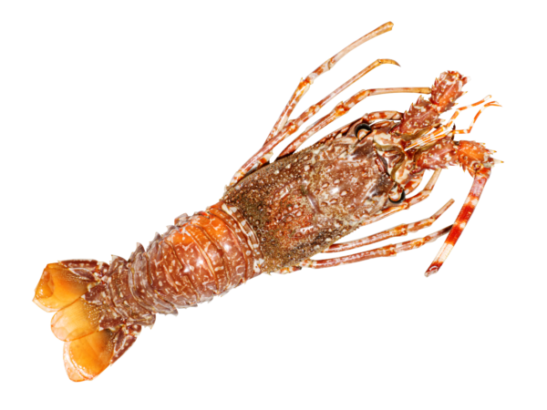 ARAGOSTA CRUDA 250/300 10KG