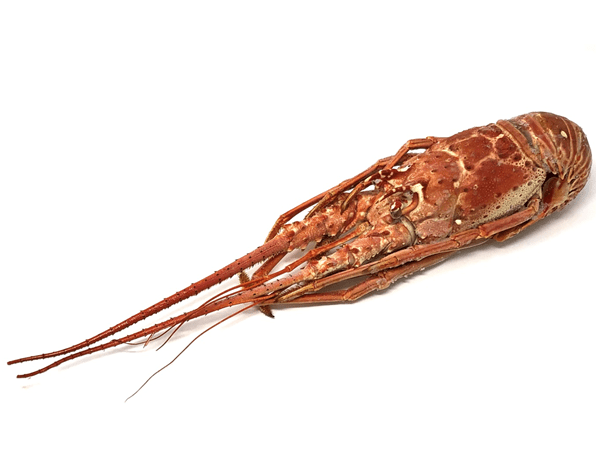 ARAGOSTE COTTE CUBA 350/400 10KG