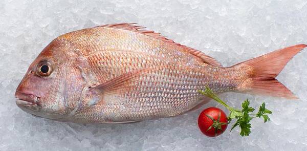 DENTICE SNAPPER 1/2 18KG