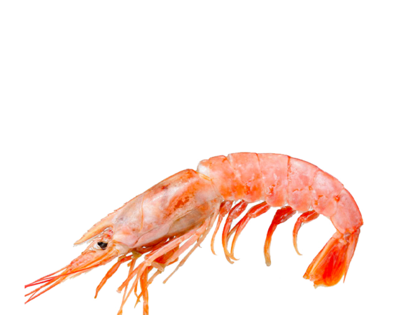 GAMBERO PINK L C/ BORDO 12X800GR