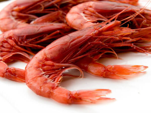 GAMBERONE ROSSO 20-25  KG1