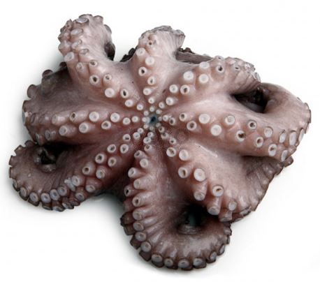 POLPO BLOCCO T5 ALGARVE