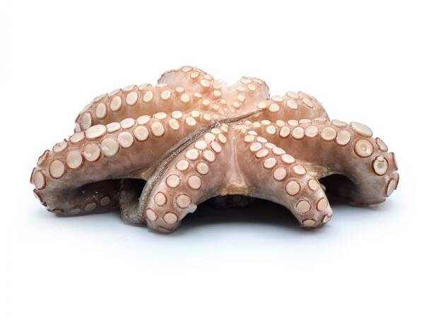 POLPO IN BLOCCO T6 PV