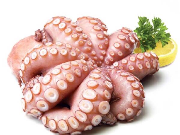 POLPO BLOCCO GAMBIA P.V