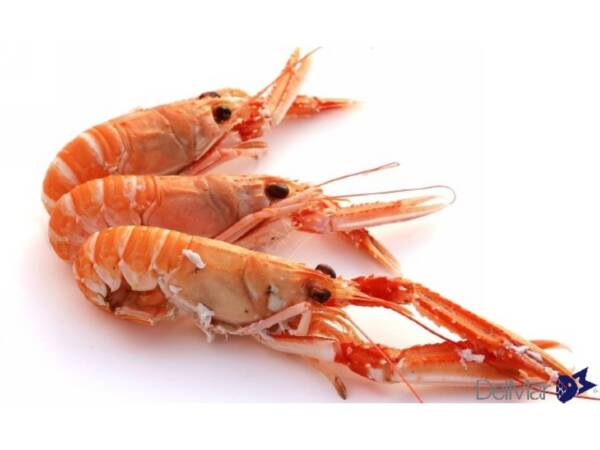 SCAMPI 10/15 C/B  KG2