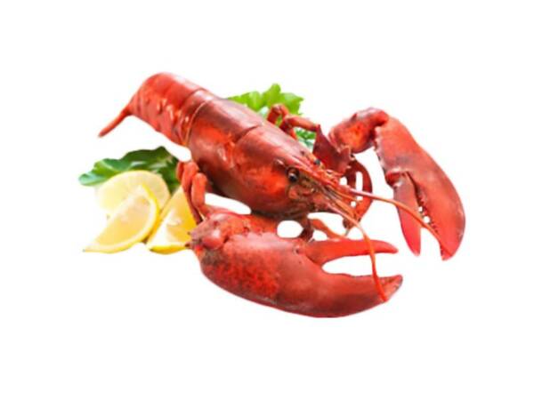 ASTICE CAN 350/400 RETE 5KG CRUDO