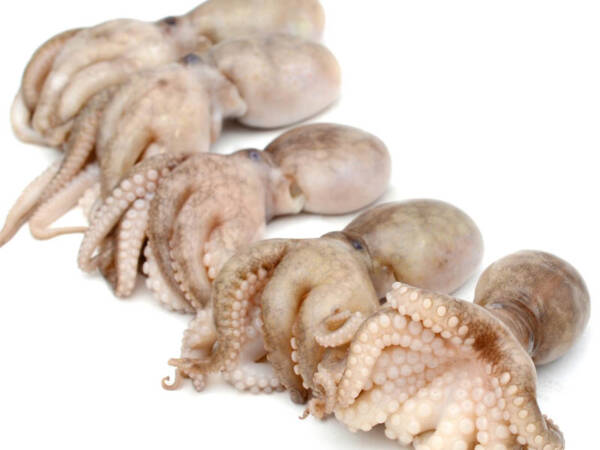 POLIPETTI MOSCARDINI 20/40 6X1KG