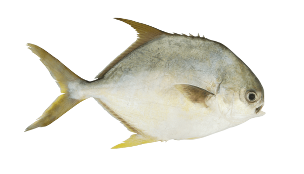 PESCE BURRO 3K/UP PV