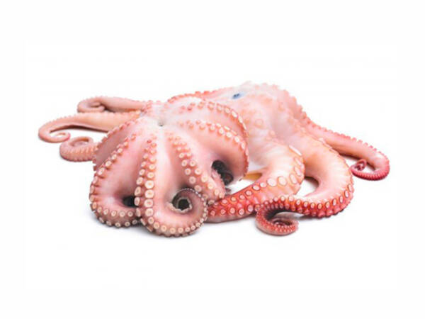 POLPO BLOCCO T7 SPAGNA P.V