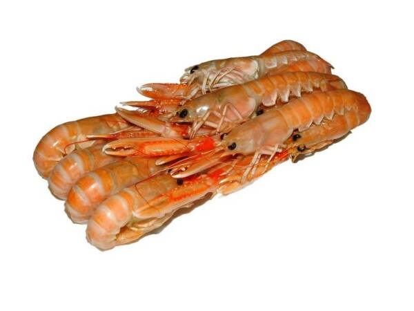 SCAMPI SCOZIA POLY 8-10 1,350KG
