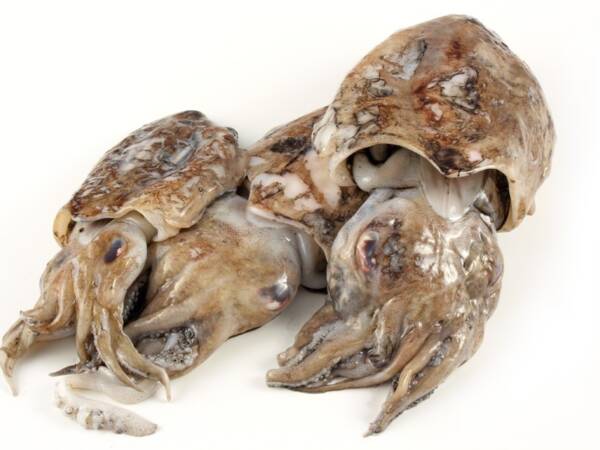 SEPPIE SPORCHE 300/500GR IQF 10KG