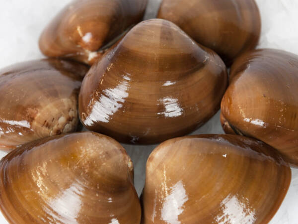 VONGOLE C/GUSCIO IQF MARRONI 10KG